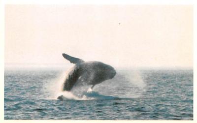 The Humpback Whale Cape Cod, Massachusetts Postcard