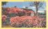 The Roses Cottage Chatham, Massachusetts Postcard