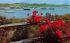 Famous Cape Cod Roses Chatham, Massachusetts Postcard