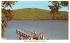Scargo Hill & Lake Dennis, Massachusetts Postcard