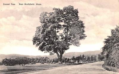 Sunset Tree East Northfield, Massachusetts Postcard