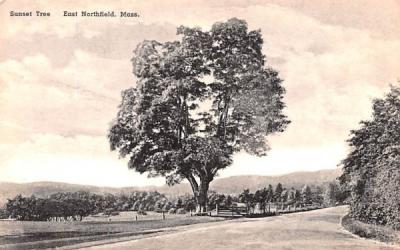 Sunset Tree East Northfield , Massachusetts Postcard