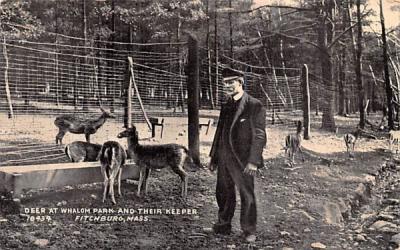 Deer at Whalom Park Fitchburg, Massachusetts Postcard