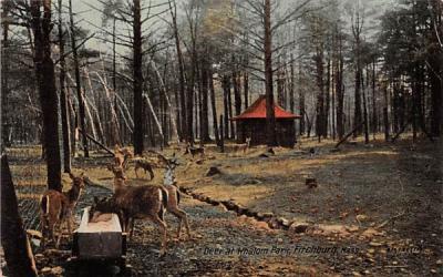 Deer at Whalom Pakr Fitchburg, Massachusetts Postcard
