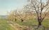 Apple Orchard in Bloom Fitchburg, Massachusetts Postcard