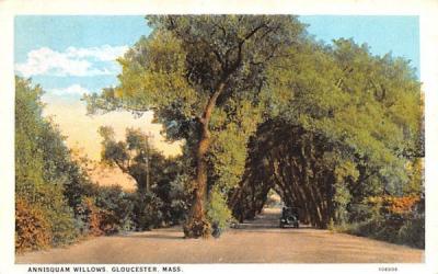 Annisquam Willows Gloucester, Massachusetts Postcard