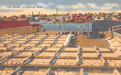 Fish Drying Gloucester, Massachusetts Postcard