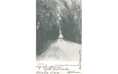 Annisquam Willows Gloucester, Massachusetts Postcard