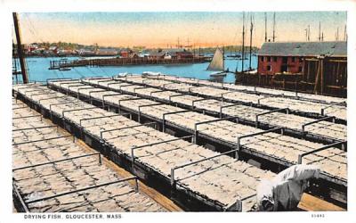 Drying Fish Gloucester, Massachusetts Postcard