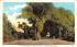 The Annisquam Willows Gloucester, Massachusetts Postcard
