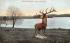 Deer & Lake Haverhill, Massachusetts Postcard