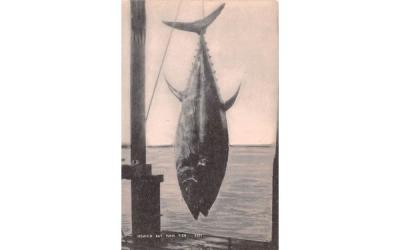 Ipswich Bay Tuna Fish Massachusetts Postcard