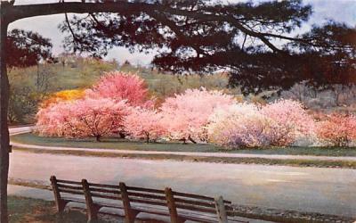 Oriental Cherries  Jamaica Plain, Massachusetts Postcard