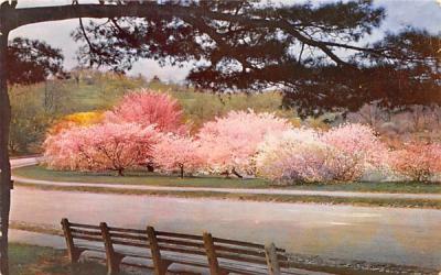 Oriental Cherries Jamaica Plain, Massachusetts Postcard