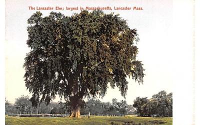 The Lancaster Elm Massachusetts Postcard