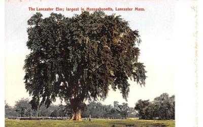 Lancaster Elm Massachusetts Postcard