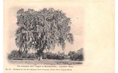 The Lancaster Elm Massachusetts Postcard