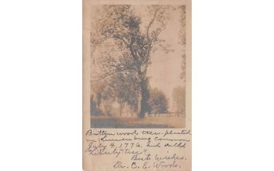 Butterwood TreeLunenburg, Massachusetts Postcard
