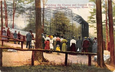 Watching the Clumsy & Comical Bears Lexington, Massachusetts Postcard