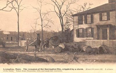 The remains of the Harrington Elm Lexington, Massachusetts Postcard