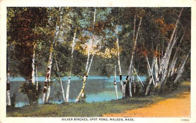 Silver BirchesMalden, Massachusetts Postcard