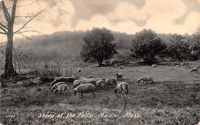 Sheep at the FallsMalden, Massachusetts Postcard