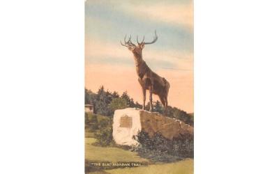 The Elk Mohawk Trail, Massachusetts Postcard