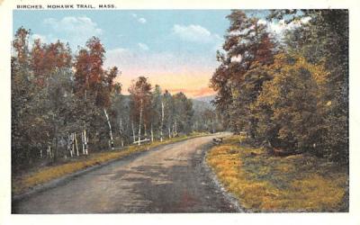 Birches on the Mohawk Trail Massachusetts Postcard