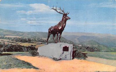 The Elk at Whitcomb Summit Mohawk Trail, Massachusetts Postcard