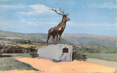 The Elk at Whitcomb Summit Mohawk Trail, Massachusetts Postcard