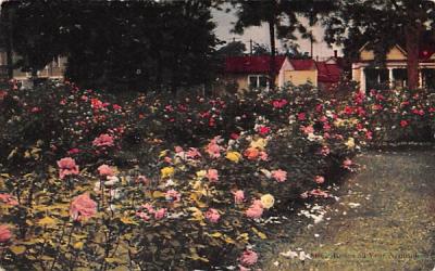Roses all Year Round Misc, Massachusetts Postcard