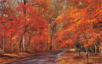 Autumn Leaves Misc, Massachusetts Postcard