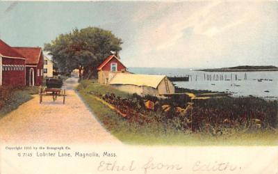 Lobster Lane Magnolia, Massachusetts Postcard
