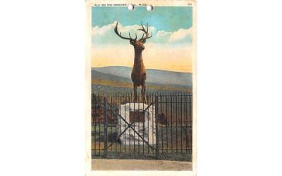 Elk on the Mohawk Trail Massachusetts Postcard