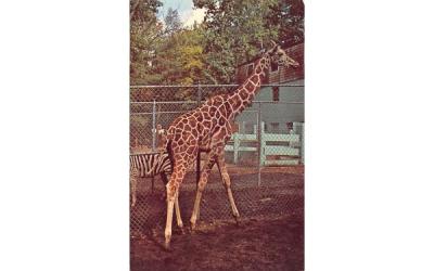 Giraffe Mendon, Massachusetts Postcard
