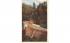 Cold River Bridge Mohawk Trail, Massachusetts Postcard
