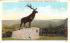 The Elk Overlooking Deerfield Valley Mohawk Trail, Massachusetts Postcard