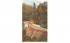 Cold River Bridge Mohawk Trail, Massachusetts Postcard