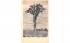 The Old Sentinel Tree North Orange, Massachusetts Postcard