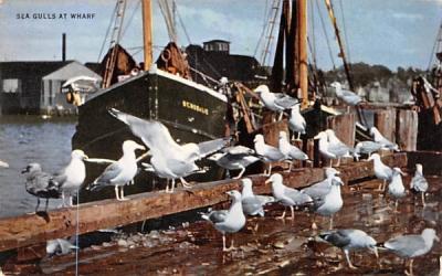 Sea Fulls at Wharf Plymouth, Massachusetts Postcard