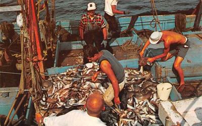 Sorting the Catch Provincetown, Massachusetts Postcard