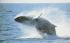 Dolphin Fleet  Provincetown, Massachusetts Postcard