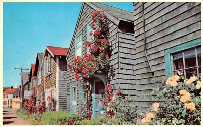 Roses on Bearskin Neck Rockport, Massachusetts Postcard