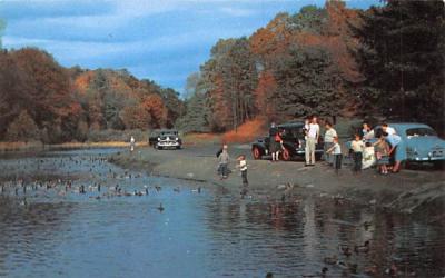 Feeding the Ducks at Beautiful Porter Lake Springfield, Massachusetts Postcard