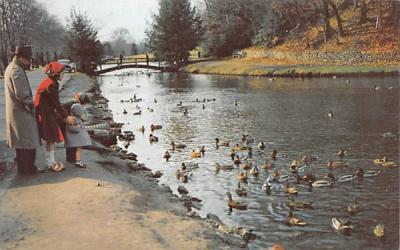 Forest Park Springfield, Massachusetts Postcard