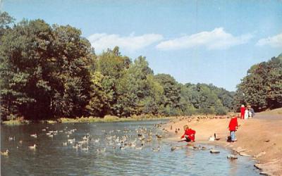Feeding the Ducks in Forest Park Springfield, Massachusetts Postcard
