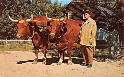 The Farmer with his Ox Cart & Oxen Sturbridge, Massachusetts Postcard