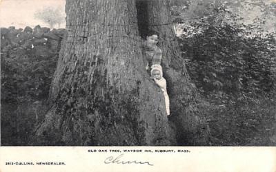 Old Oak Tree Sudbury, Massachusetts Postcard