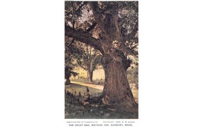 The Great Oak Sudbury, Massachusetts Postcard