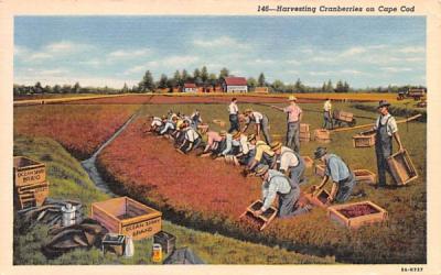 Harvesting Cranberries South Yarmouth, Massachusetts Postcard